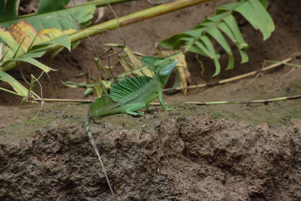 02-Jesus Christ Lizard.jpg - Jesus Christ Lizard